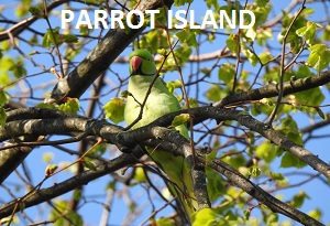 Parrot Island in Baratang